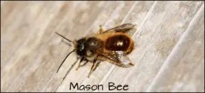 Mason Bee Mason Bee