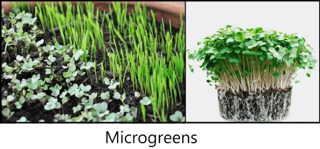 Grow Indoor Microgreens