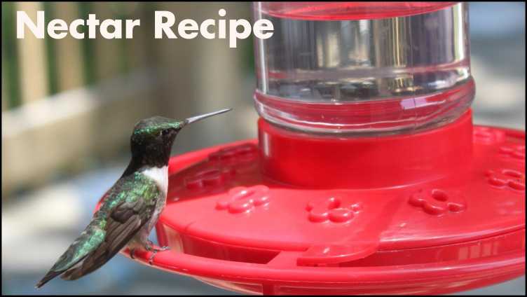 Hummingbird Nectar Recipe