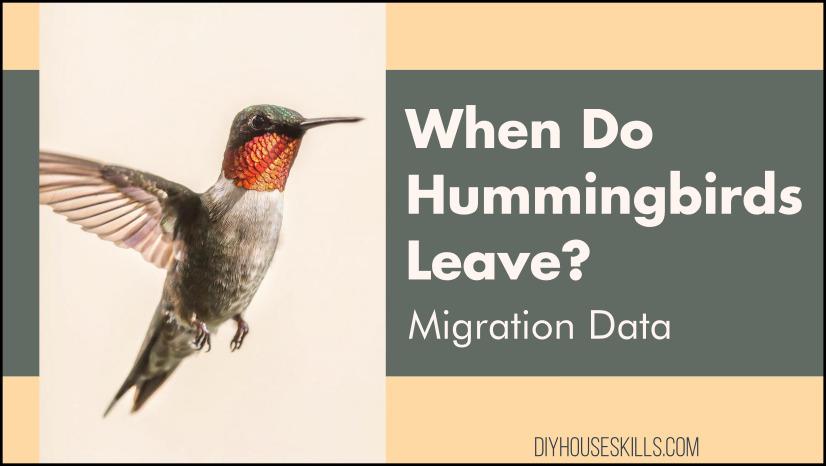 When Do Hummingbirds Leave