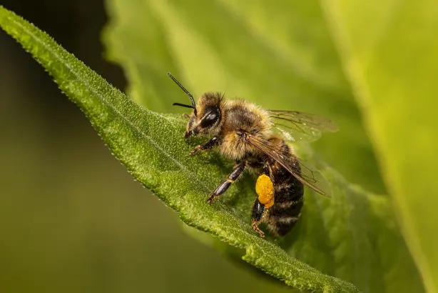 Avoid Bee Stings