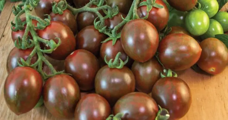 Can you grow chocolate tomatoes