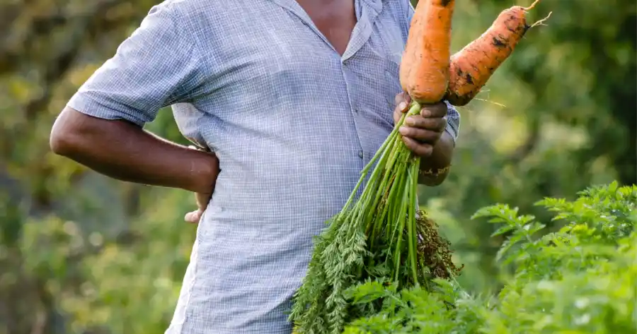 Carrots Ready To Harvest
