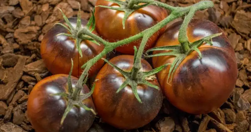 How Harvest Chocolate Tomatoes