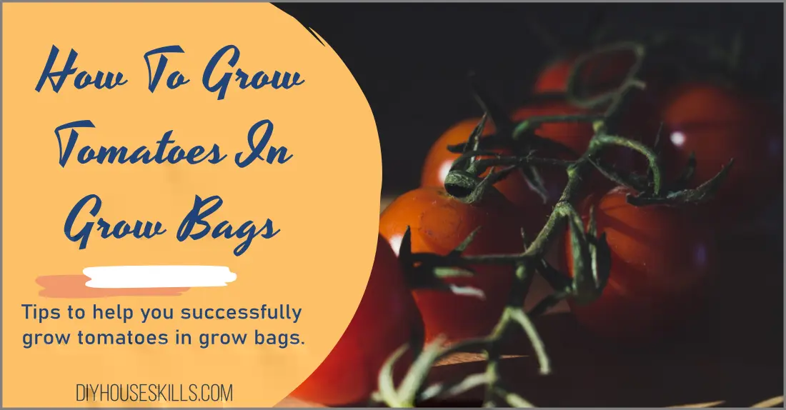 How To Grow Tomatoes in Grow Bags