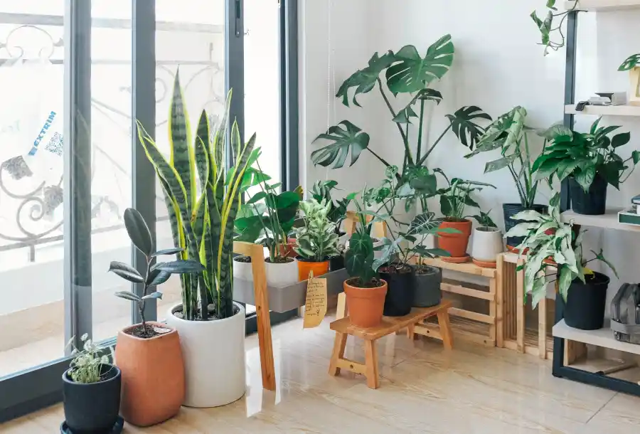 How to start an indoor garden