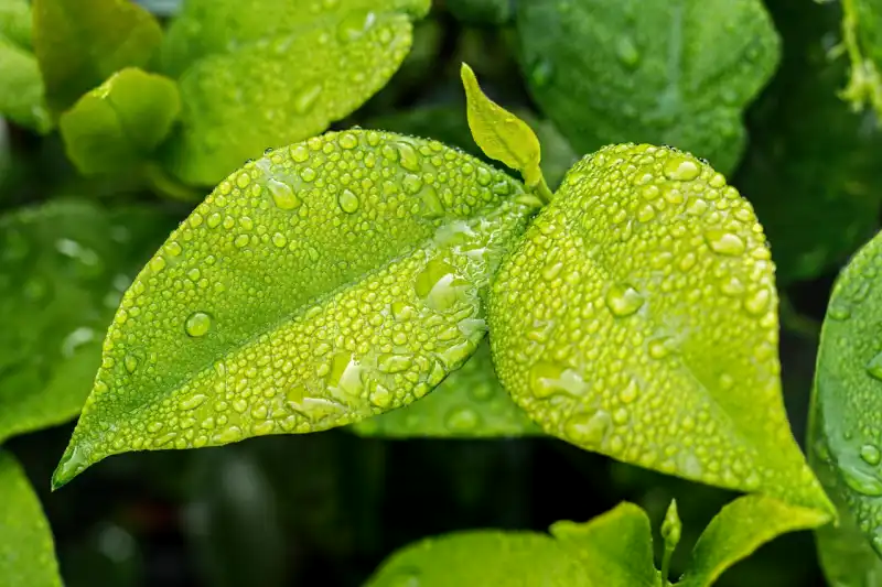 Resue kitchen water in garden