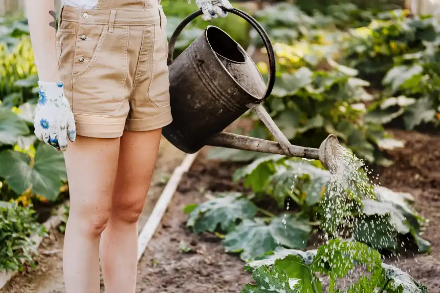 Use kitchen waste water in garden