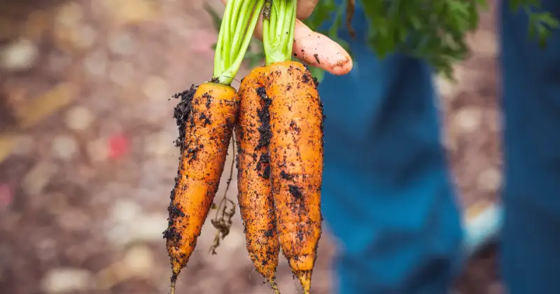 Ways to harvest carrots