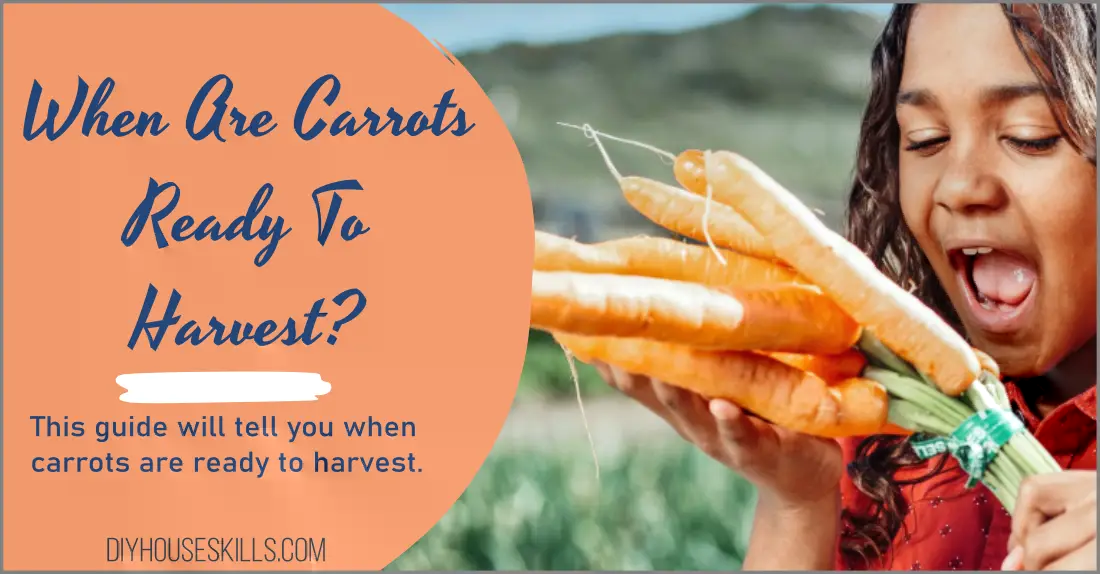 When Are Carrots Ready To Harvest