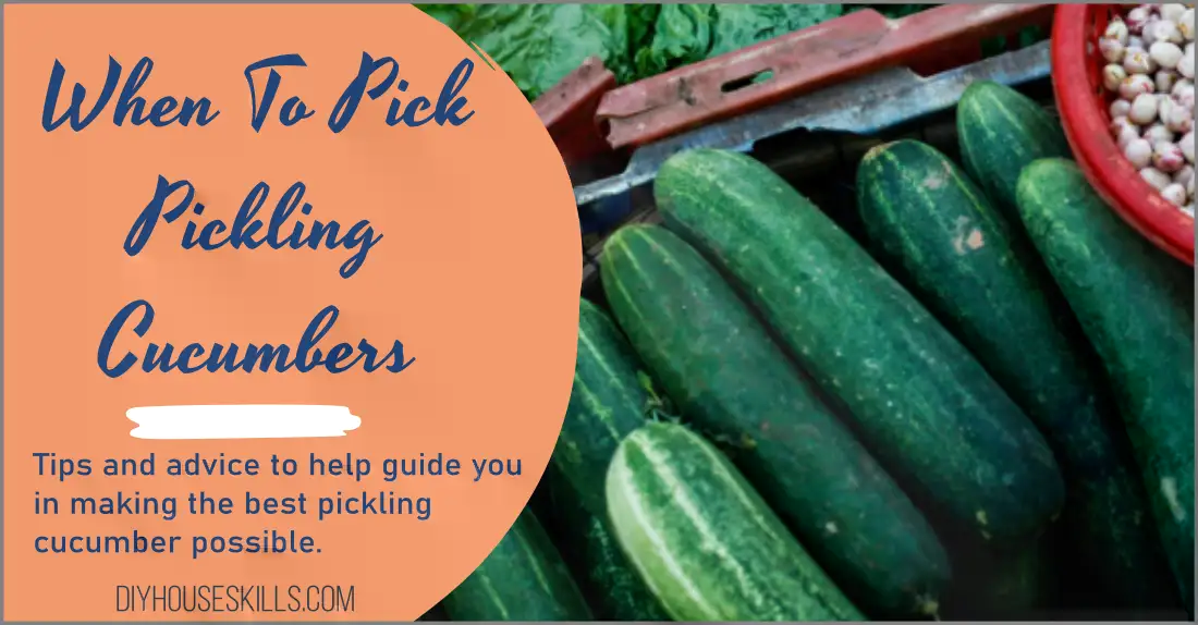 When to pick pickling cucumbers