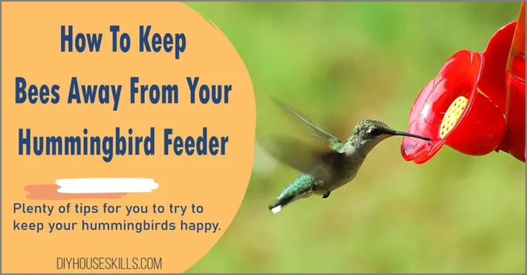 How To Keep Bees Away From Your Hummingbird Feeder